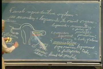 Lecture: Endocrine System III