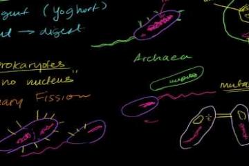 Lecture: Bacteria Introduction