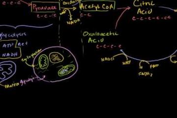 Lecture: Krebs and the Citric Acid Cycle