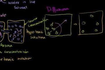Lecture: Diffusion and Osmosis