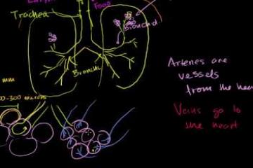 Lecture: The Lungs and Pulmonary System