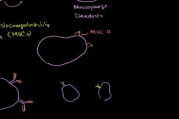 Lecture: Professional Antigen Presenting Cells (APC) and MHC II Complexes 