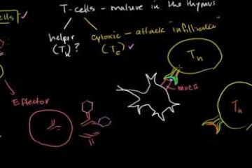 Lecture: Helper T Cells: Activating B Cells