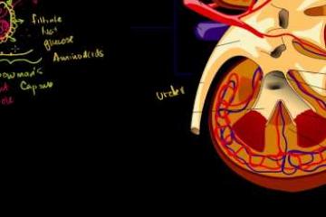 Lecture: Kidney Function