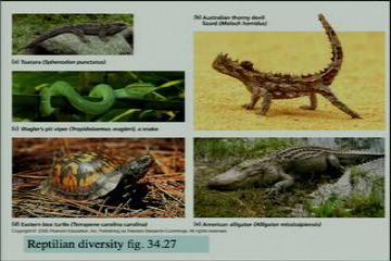 Lecture: Chordate Diversity 
