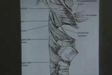 Lecture: Review of Gross Anatomy for the National Boards - Part I