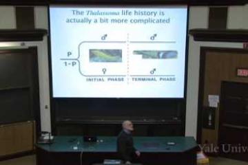 Lecture: Sex Allocation