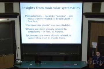 Lecture: Phylogeny and Systematics