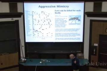 Lecture: Economic Decisions for the Foraging Individual