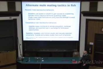 Lecture: Alternative Breeding Strategies