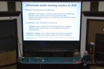 Lecture: Alternative Breeding Strategies