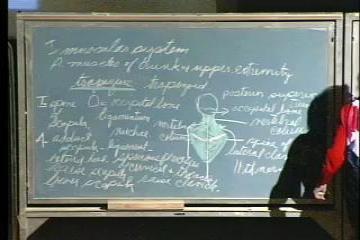 Lecture: Muscular System II 