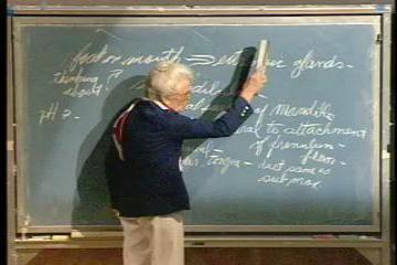 Lecture: Digestive System II