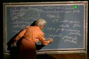 Lecture: Vascular System II; Lymphatic System