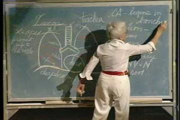 Lecture: Respiratory System III, Nervous System I