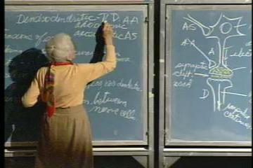 Lecture: Nervous System II