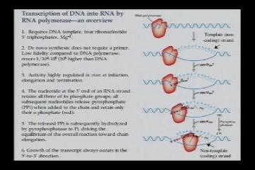 Lecture: Prokaryotic Transcription Apparatus: Part II 