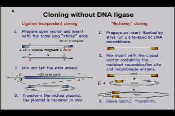 Lecture: DNA wrap: Chromatin and chromosome structure 