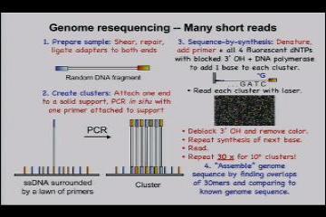Lecture: Genome structures - what is in a model organism 