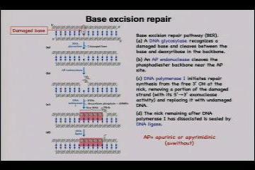 Lecture: Control of Prokaryotic Transcription: Part I 