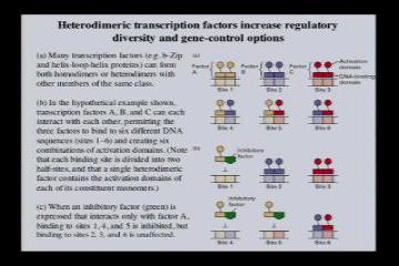 Lecture: Control of Eukaryotic Transcription: Part II 