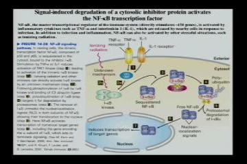 Lecture: RNA Processing: Part II 