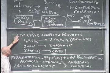 Lecture: Cellular combustion and the production of energy - #1 - anaerobic processes