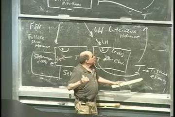 Lecture: Reproductive System - Part II 