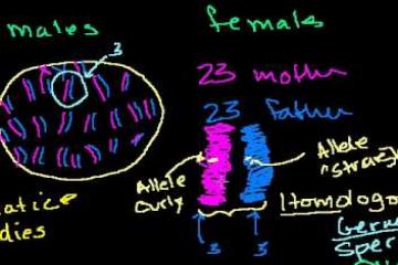 Lecture: How Variation in a Species Can Be Introduced