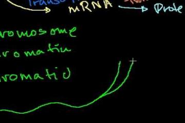 Lecture: DNA: Chromosomes, Chromatides, Chromatin, etc.