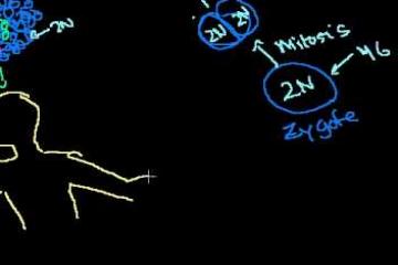 Lecture: Understanding Mitosis, Meiosis, and Sexual Reproduction