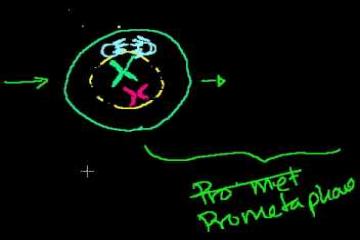 Lecture: Mitosis