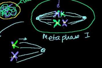 Lecture: Meiosis