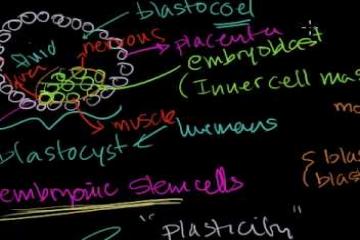 Lecture: Embryonic Stem Cells: Early Development