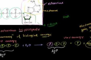 Lecture: Adenosine Triphosphate: ATP Introduction