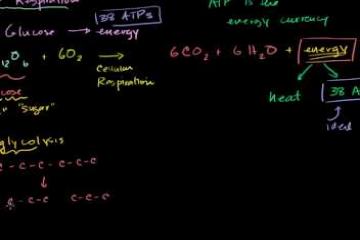Lecture: Cellular Respiration