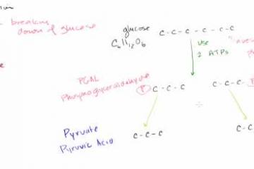 Lecture: Glycolysis Introduction
