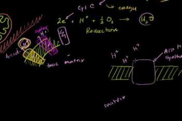 Lecture: Electron Transport Chain