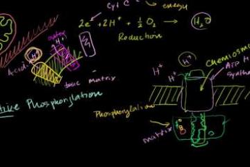 Lecture: Oxidative Phosphorylation and Chemiosmosis 