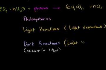 Lecture: Photosynthesis