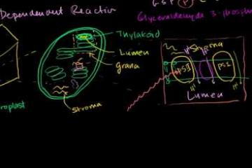 Lecture: Photosynthesis: Details of Light Reactions 