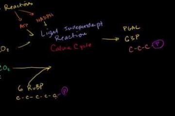 Lecture: Calvin Cycle and Photorespiration Part 2