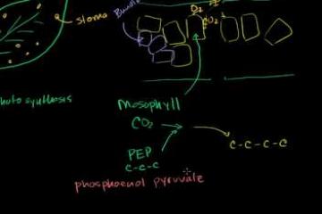 Lecture: C-4 Photosynthesis: How Some Plants Avoid Photorespiration 