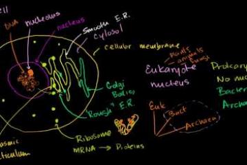 Lecture: Cell Parts