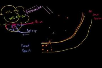 Lecture: Red Blood Cells: Oxygen Uptake by Hemoglobin