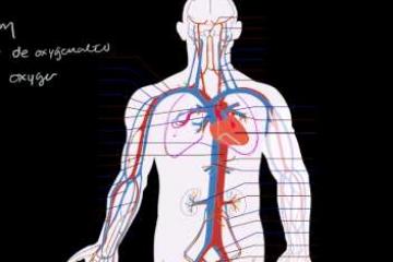 Lecture: Circulatory System and the Heart