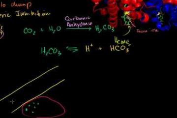 Lecture: Hemoglobin