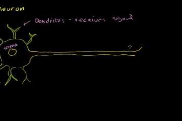 Lecture: Neuron: Anatomy