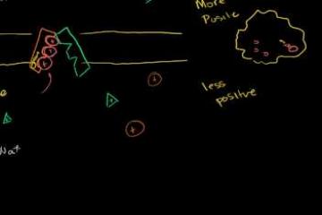 Lecture: Sodium Potassium Pump