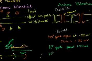 Lecture: Saltatory Conduction in a Neuron
